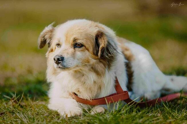 Misio szuka dobrego domku