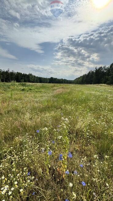 Atrakcyjna działka budowlana w otoczeniu lasu.