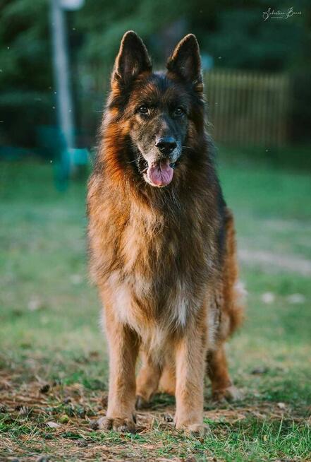 Lizak czeka na domek