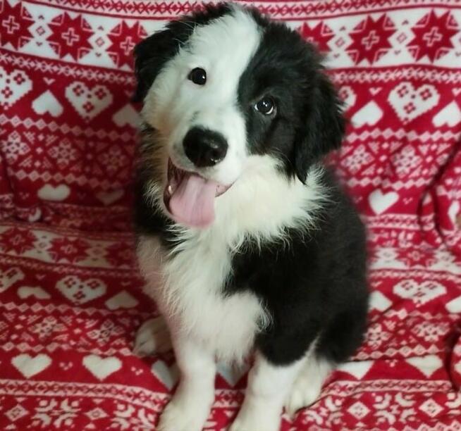 Border Collie szczeniaki