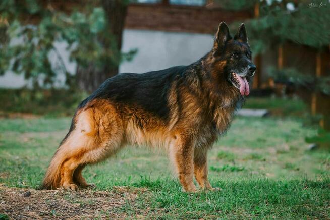 Lizak czeka na domek