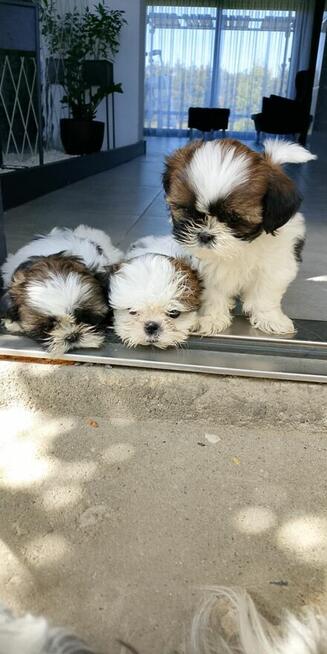 Shih tzu szczeniaczki