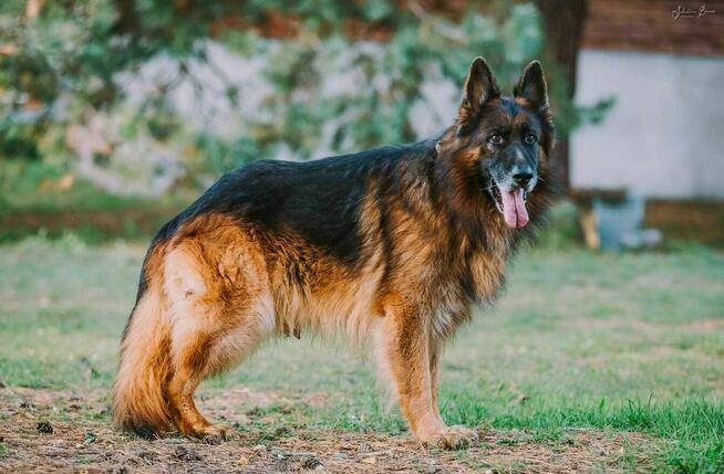 Lizak czeka na domek