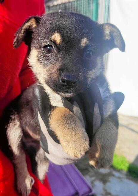 NIUNIA - malutka szczeniaczka PILNIE szuka domu