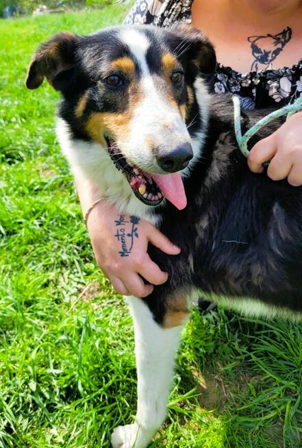 BOGUŚ - kochany psiak w typie szkocki collie szuka domu