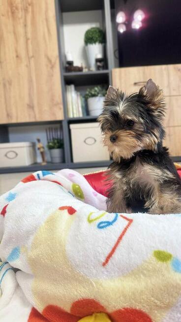yorkshire terrier