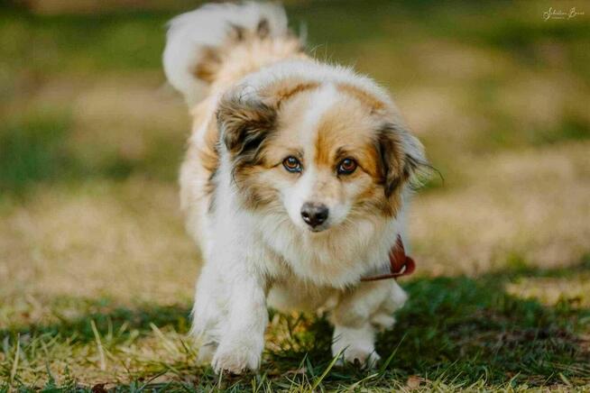 Misio szuka dobrego domku