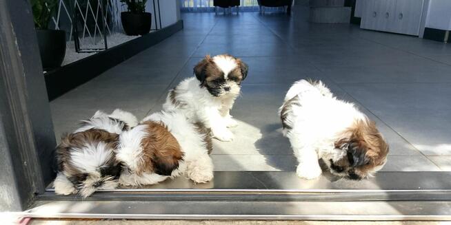 Shih tzu szczeniaczki
