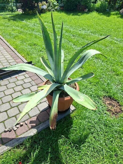 Agawa kwiat doniczkowy