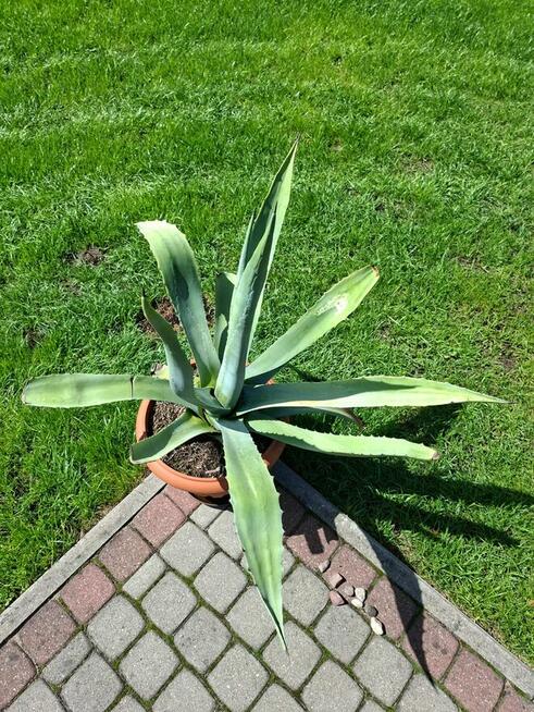 Agawa kwiat doniczkowy