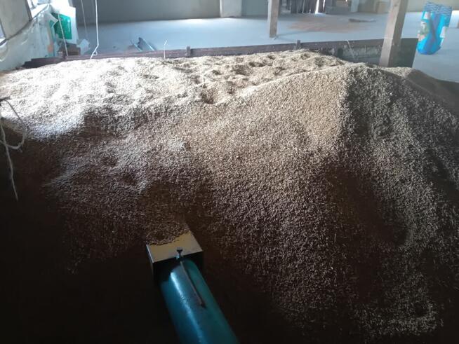 Sprzedam jeczmień jary