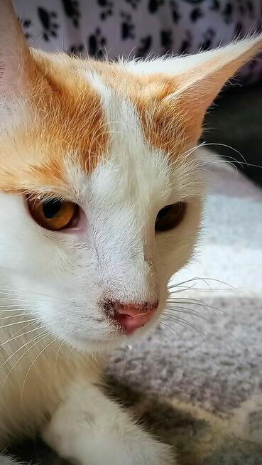 Maki, młody, rozbrykany kot szuka domu