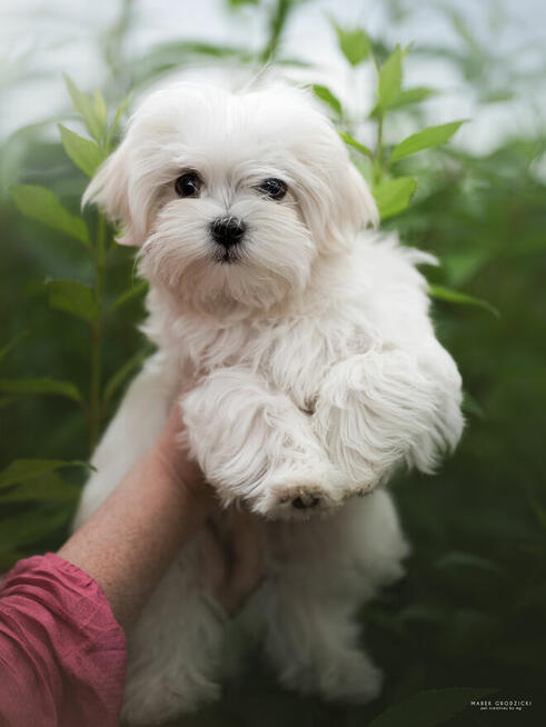 Maltancxyk piesek ZkwP FCI