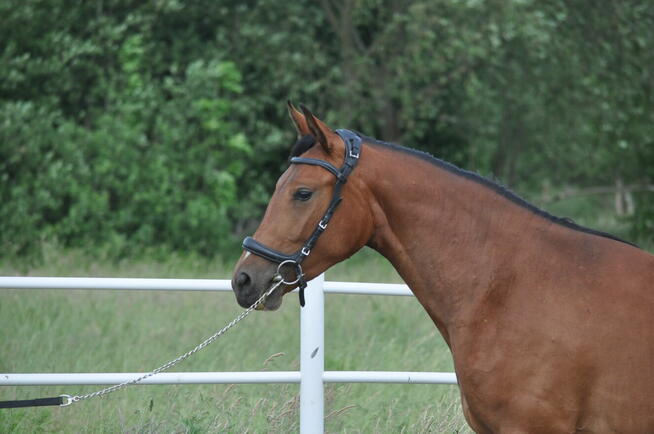 Młoda klacz, przyszłościowa