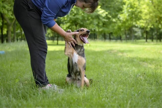 Fredzia-porzicona suczka, czy wreszcie znajdzie dom? Adopcja