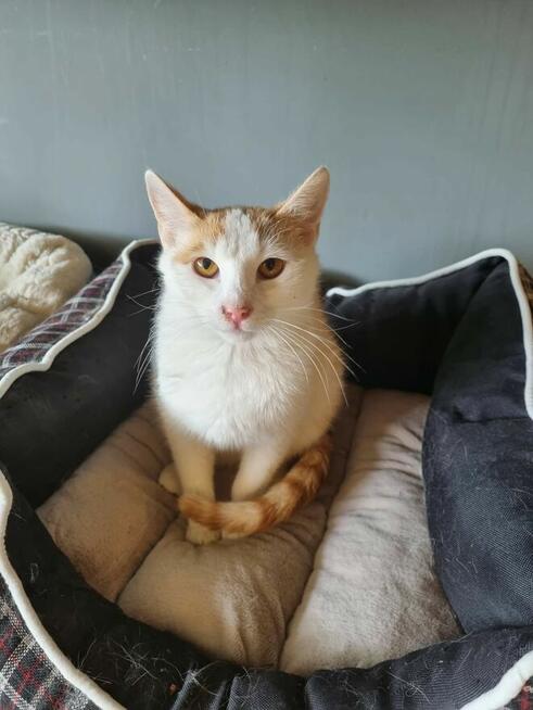 Maki, młody, rozbrykany kot szuka domu