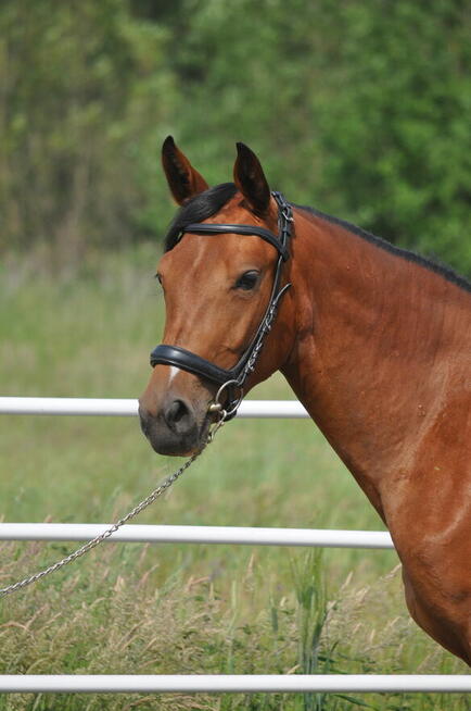 Młoda klacz, przyszłościowa