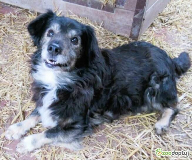 POLDEK - staruszek wyrzucony jak śmieć szuka domu