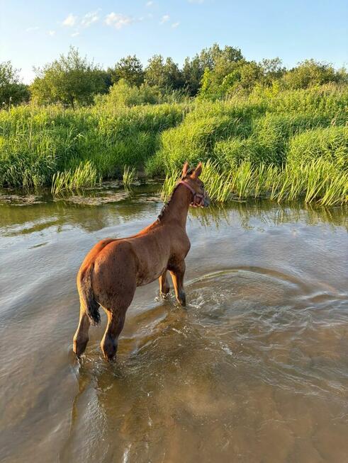Źrebak, źrebica, odsadek, klaczka, rasowa