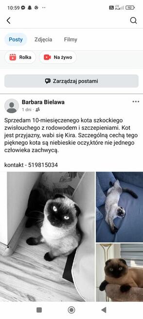 Sprzedam kota szkockiego