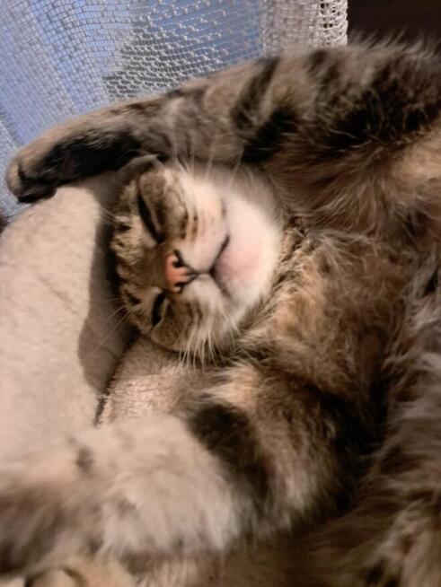 Leosia cudna koteńka