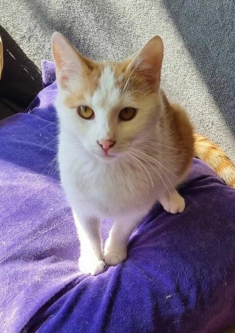 Maki, młody, rozbrykany kot szuka domu