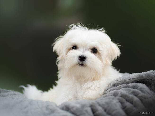 Maltancxyk piesek ZkwP FCI