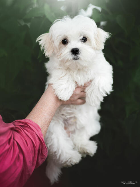 Maltancxyk piesek ZkwP FCI