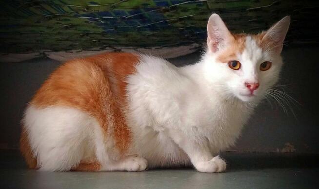 Maki, młody, rozbrykany kot szuka domu