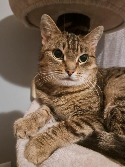 Leosia cudna koteńka