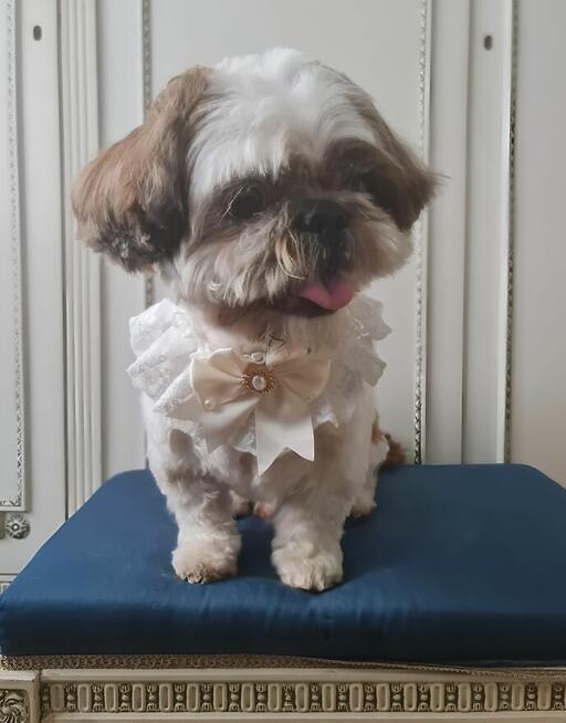 Poszukiwani modele na strzyżenie