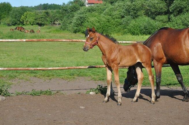 Źrebak, źrebica, odsadek, klaczka, rasowa