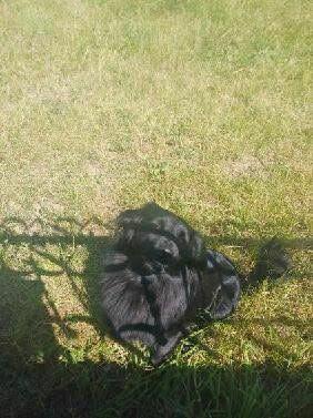 Oddam psa w dobre ręce