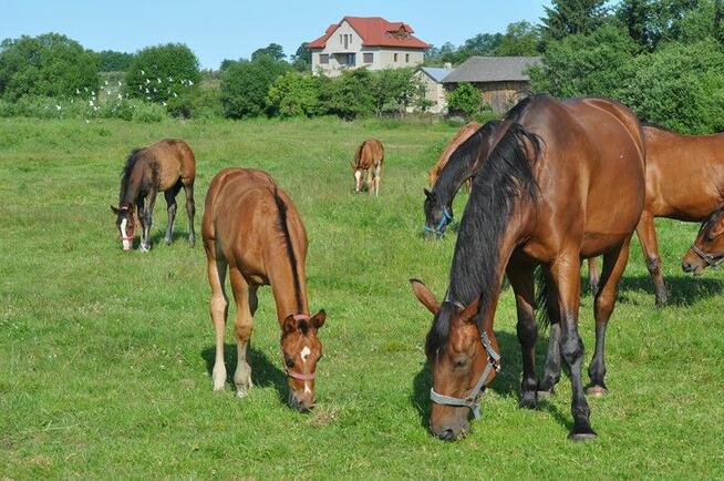 Źrebak, źrebica, odsadek, klaczka, rasowa