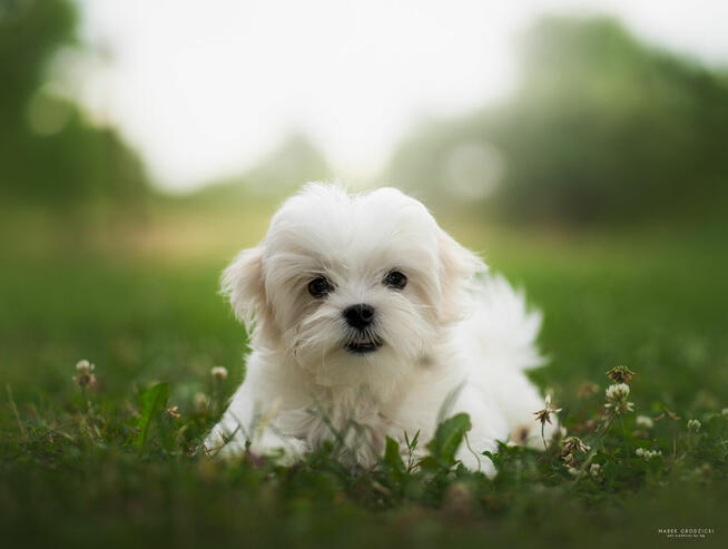 Maltancxyk piesek ZkwP FCI