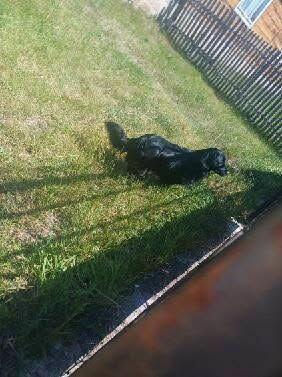 Oddam psa w dobre ręce