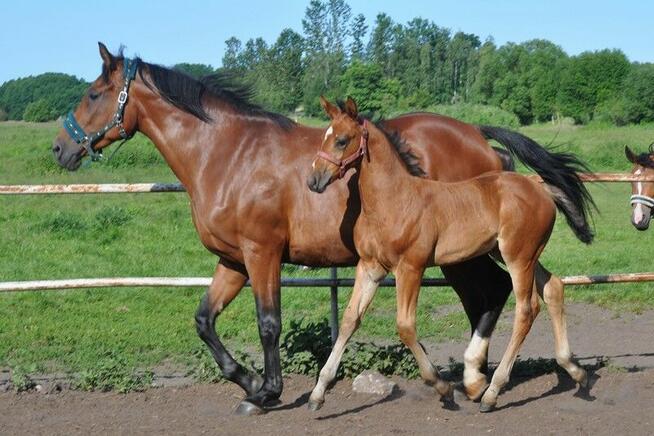 Źrebak, źrebica, odsadek, klaczka, rasowa