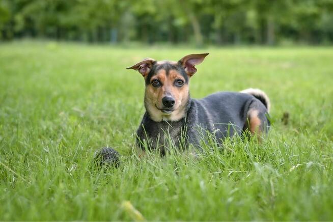 Fredzia-porzicona suczka, czy wreszcie znajdzie dom? Adopcja