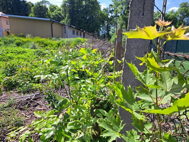 Działka usługowa Słomniki