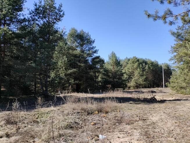 Domy w środku Lasu.