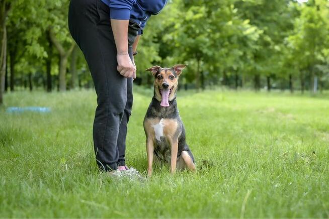 Fredzia-porzicona suczka, czy wreszcie znajdzie dom? Adopcja