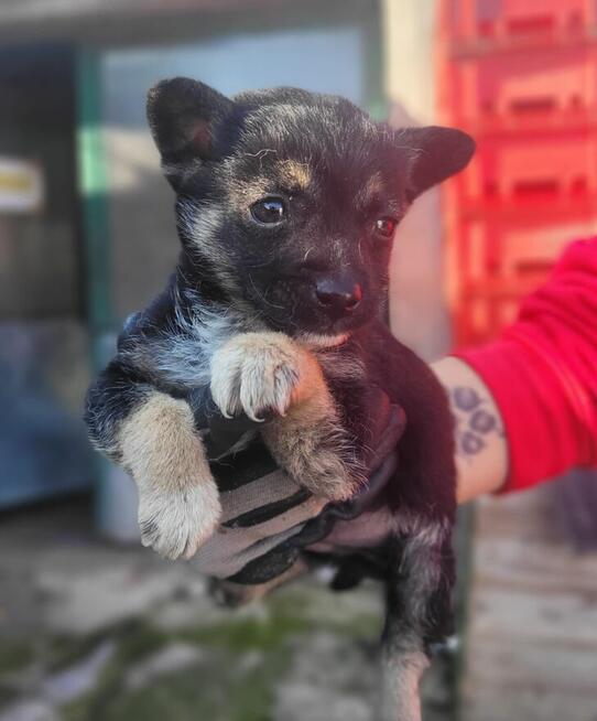 Dropsik do adopcji