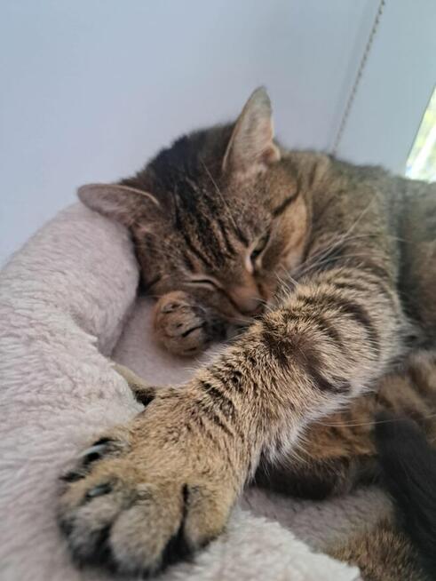 Leosia cudna koteńka