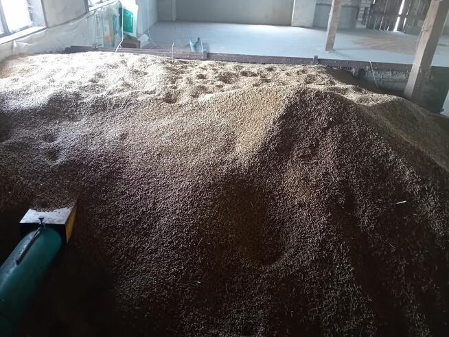 Sprzedam jeczmień jary