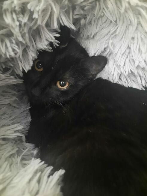 Paproszka delikatna koteńka szuka domu