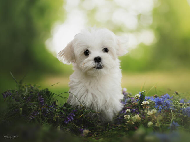 Maltancxyk piesek ZkwP FCI