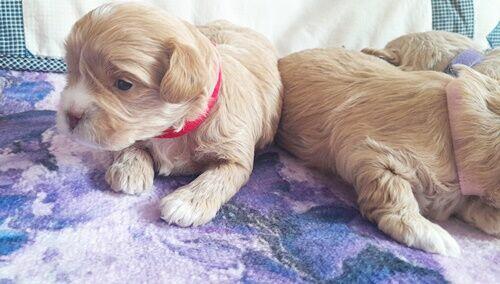 Maltipoo F1-sunie biszkoptowe, badania genetyczne od 2 sierpn