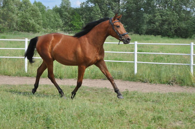 Młoda klacz, przyszłościowa