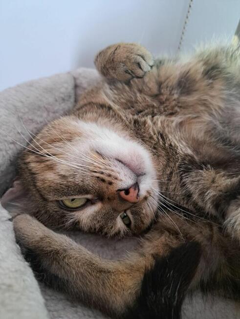 Leosia cudna koteńka