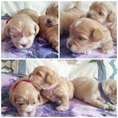 Maltipoo F1-sunie biszkoptowe, badania genetyczne od 2 sierpn